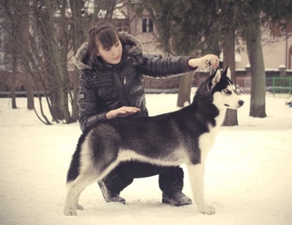 szibériai husky