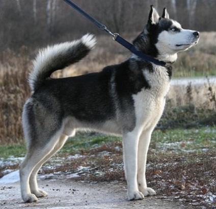 szibériai husky