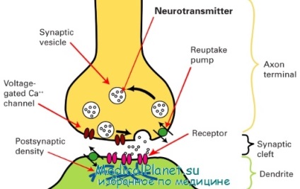 Structura sinapsei, funcții