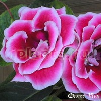 Synningia sinningia sau gloxinia - soiuri, irigarea, transplantul, reproducerea, cultivarea și îngrijirea,