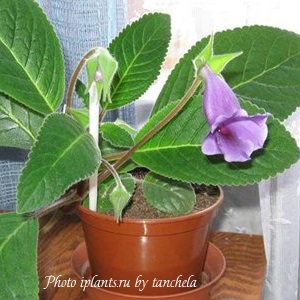 Synningia sinningia sau gloxinia - soiuri, irigarea, transplantul, reproducerea, cultivarea și îngrijirea,