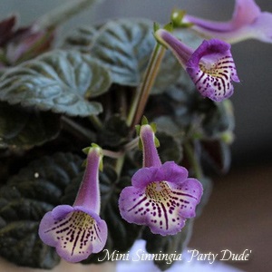 Synningia sinningia sau gloxinia - soiuri, irigarea, transplantul, reproducerea, cultivarea și îngrijirea,