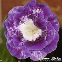 Synningia sinningia sau gloxinia - soiuri, irigarea, transplantul, reproducerea, cultivarea și îngrijirea,