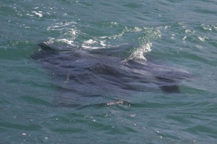 Manta Ray, vagy óriás tengeri ördög (latin: