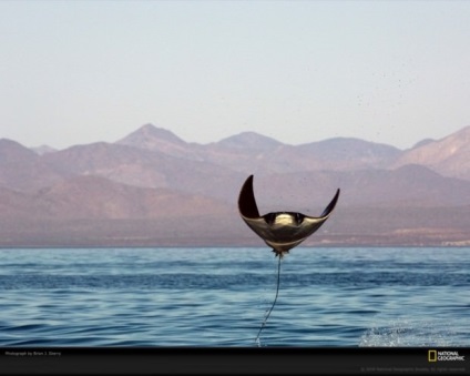 Manta Ray, vagy óriás tengeri ördög (latin: