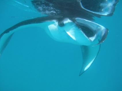 Manta Ray, vagy óriás tengeri ördög (latin: