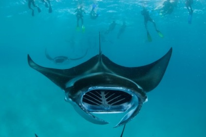 Manta Ray, vagy óriás tengeri ördög (latin: