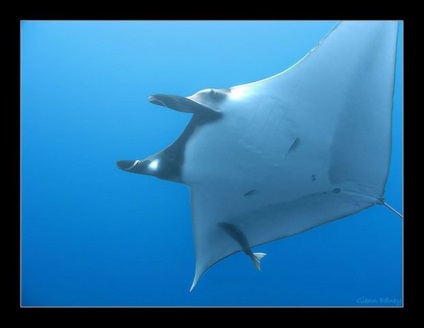 Manta Ray, vagy óriás tengeri ördög (latin: