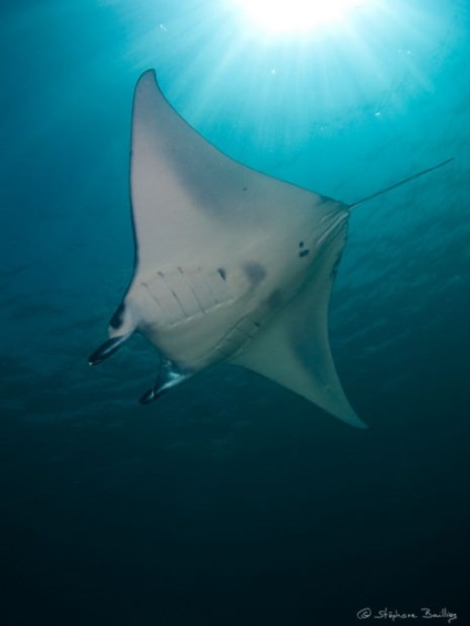 Manta Ray, vagy óriás tengeri ördög (latin: