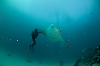 Manta Ray, vagy óriás tengeri ördög (latin: