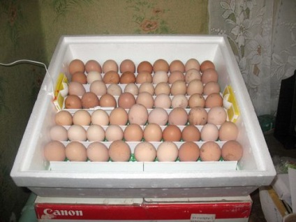 Cât costă un incubator de ou pentru 30, 60, 100 și 1000 de ouă