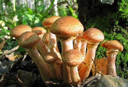 Cât de mult fierbeți un agaric înainte de prăjire