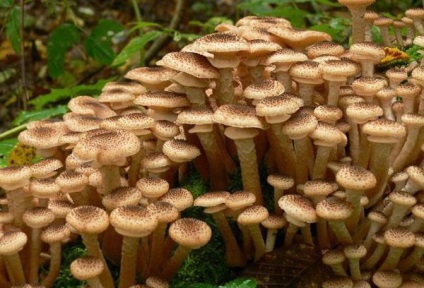 Cât de mult fierbeți un agaric înainte de prăjire