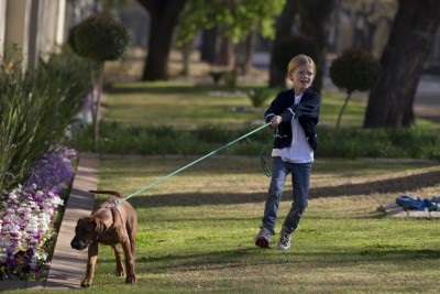 Un caine trage constant o lesa, ce sa faca un blog despre caini - un caine - un stil de viata