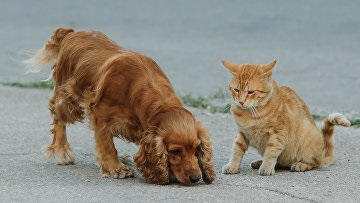 Câinii și pisicile din Crimeea vor conta, persoanele fără adăpost vor fi trimise la adăposturi, Crimeea