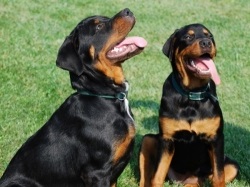 Câinii de vânătoare vin pentru a ajuta persoanele cu dizabilități