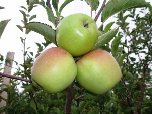 O varietate de mere semenko și delicioase, și utile