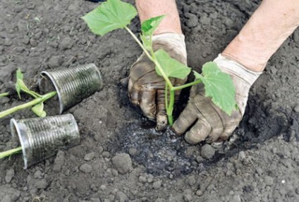 Sfaturi de fermieri experimentați cu privire la cultivarea castraveților în seră, de la iarnă până la sfârșitul toamnei