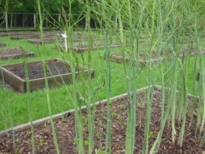 Sparanghel - cum să crească de la semințe, la grădinari
