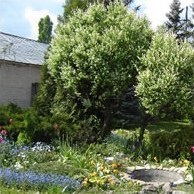 Articolele de la Mikhalych, grupuri decorative de arbori și arbuști în peisaj - un portal floral