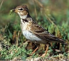 Степові жайворонки рід melanocorypha степові жайворонки