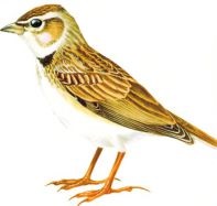 Skylark de stepă