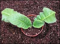 Streptocarpus rejuvenation of Bush