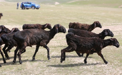 Strângerea oilor