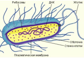 Structura celulei bacteriene, viața studenților