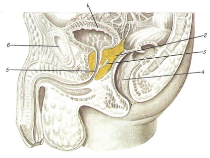 Structura prostatei