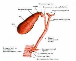 Esența lui Choledoch și motivele înfrângerii sale - un loc medical - un semafor