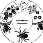 Etiologia bovinelor, ciclul de dezvoltare, datele epizootice, patogeneza,