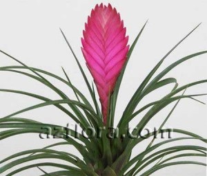 Tillandsia - îngrijire, reproducere, udare adecvată, boli și dăunători