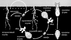 Aphids pe struguri decât să proceseze și să-l lupte