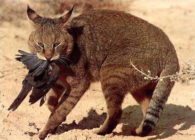 Top 10 tényeket Reed Cat (Animals) Top 10 tények Reed macska