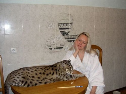 Top 10 tényeket Reed cat (macska) Top 10 tények Reed macska