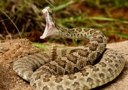 Top 10 șerpi periculoși din lume, din care merită să meargă fără să te uiți înapoi! Timp pentru odihnă