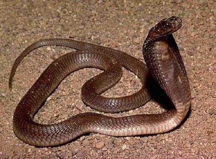 Top 10 șerpi periculoși din lume, din care merită să meargă fără să te uiți înapoi! Timp pentru odihnă