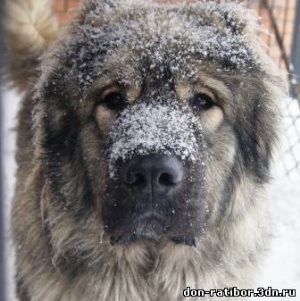 Acest terrier aruncă mușcăturile, pisicile și pisicile noastre