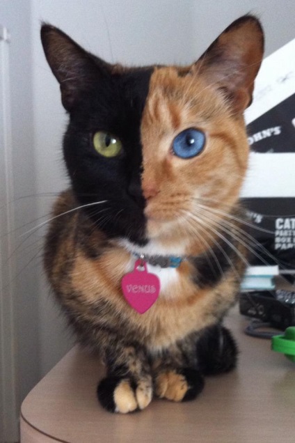 Uimitoare pisică cu două fețe