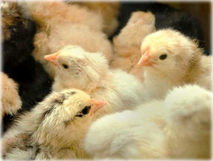 Îmbunătățim imunitatea la găini