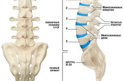 Exerciții pentru recomandările generale ale coloanei vertebrale lombare (fotografii și videoclipuri)