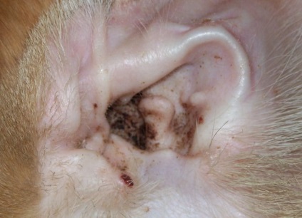 Urechi de urechi la iepuri