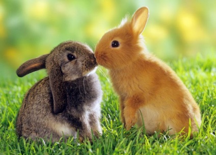 Urechi de urechi la iepuri