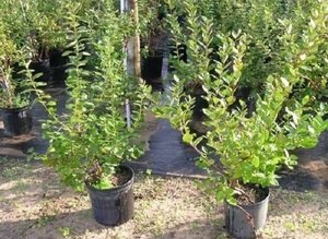 Condiții pentru plantarea afinelor și îngrijirea tufișurilor de plante din suburbii