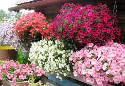 Condiții pentru cultivarea petuniei în grădină, reproducere, boli și varietăți