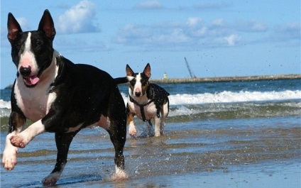 Grijă pentru terrier de taur este foarte simplu