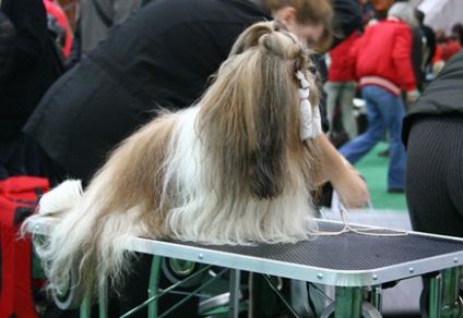 Îngrijire pentru părul lung de câini - cum să aibă grijă de părul unui câine - cosmetice pentru câini
