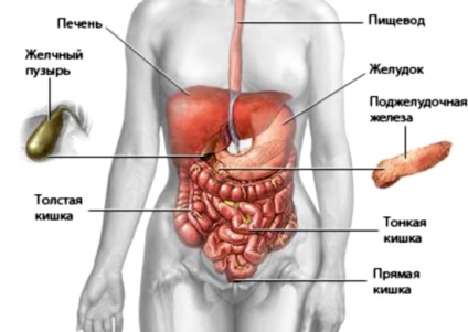 Uzi din cavitatea abdominală, care arată modul în care sunt diagnosticate organele interne