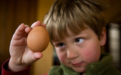 Care este relația dintre scoici și ouă la găini?